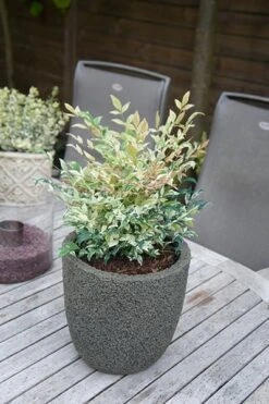 Nandina Domestica 'Twilight' (PBR) -Herbalife Shop pl2000024683 card5 lg