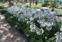 Agapanthus Twister ('Ambic001') (PBR) -Herbalife Shop pl2000024684 card3 lg