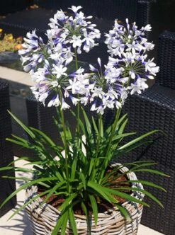 Agapanthus Twister ('Ambic001') (PBR) -Herbalife Shop pl2000024684 card4 lg