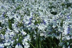 Agapanthus Twister ('Ambic001') (PBR) -Herbalife Shop pl2000024684 card7 lg