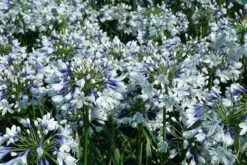 Agapanthus Twister ('Ambic001') (PBR) -Herbalife Shop pl2000024684 card9 lg