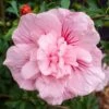 Hibiscus Syriacus Pink Chiffon ('Jwnwood4') (PBR) (Chiffon Series) -Herbalife Shop pl2000024736