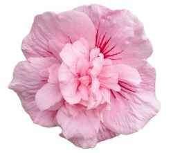 Hibiscus Syriacus Pink Chiffon ('Jwnwood4') (PBR) (Chiffon Series) -Herbalife Shop pl2000024736 card5 lg