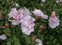 Hibiscus Syriacus Pink Chiffon ('Jwnwood4') (PBR) (Chiffon Series) -Herbalife Shop pl2000024736 card6 lg
