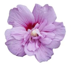 Hibiscus Syriacus Lavender Chiffon ('Notwoodone') (PBR) (Chiffon Series) -Herbalife Shop pl2000024738 card5 lg