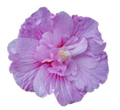 Hibiscus Syriacus Lavender Chiffon ('Notwoodone') (PBR) (Chiffon Series) -Herbalife Shop pl2000024738 card6 lg