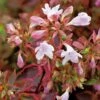 Abelia × Grandiflora Sunshine Daydream ('Abelops') (PBR) -Herbalife Shop pl2000024744