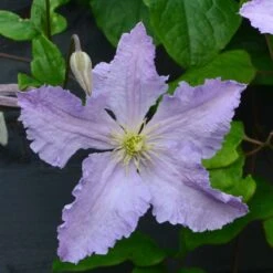 Clematis 'Blue Angel'