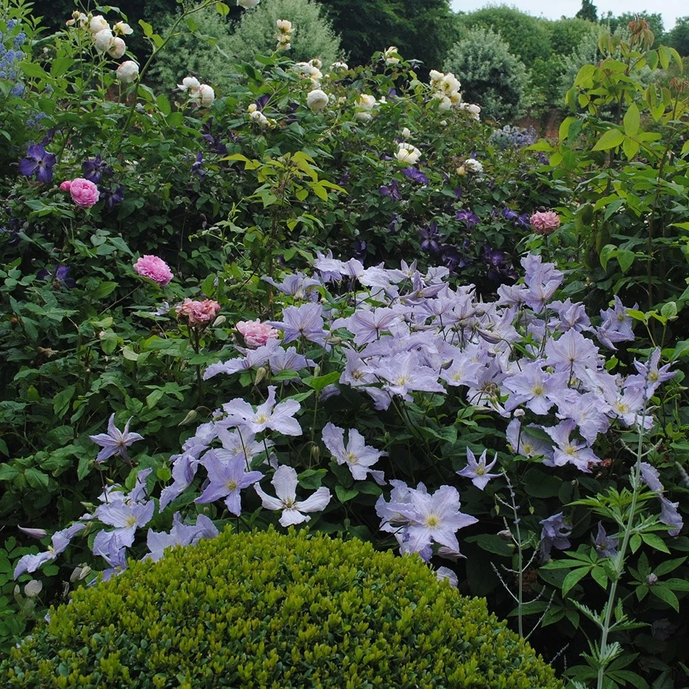 Clematis 'Blue Angel' 4 Clematis 'Blue Angel' - Image 2