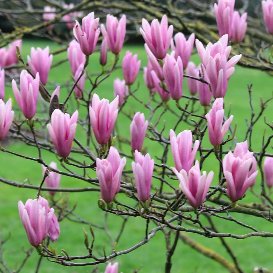 Magnolia 'Heaven Scent' 3 Magnolia 'Heaven Scent'