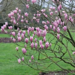 Magnolia 'Heaven Scent' 8 Magnolia 'Heaven Scent' -Herbalife Shop pl2000024820 card2 lg