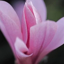 Magnolia 'Heaven Scent' 9 Magnolia 'Heaven Scent' -Herbalife Shop pl2000024820 card3 lg