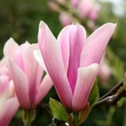 Magnolia 'Heaven Scent' 10 Magnolia 'Heaven Scent' -Herbalife Shop pl2000024820 card4 lg