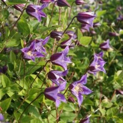 Clematis Prince William ('Zo08171') (PBR) -Herbalife Shop pl2000024906 card4 lg