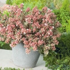 Abelia × Grandiflora Magic Daydream ('Opstal103') (PBR) -Herbalife Shop pl2000024907 card3 lg