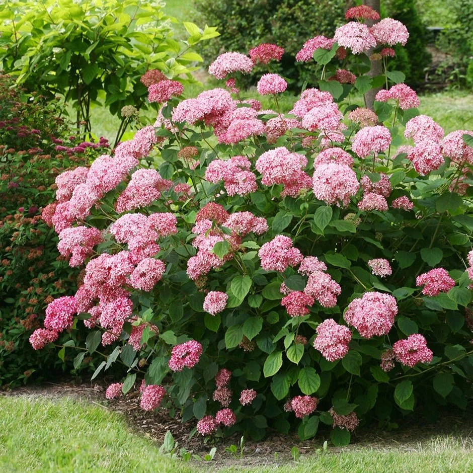 Hydrangea Arborescens Pink Annabelle ('Ncha2') (PBR) 3 Hydrangea Arborescens Pink Annabelle ('Ncha2') (PBR)