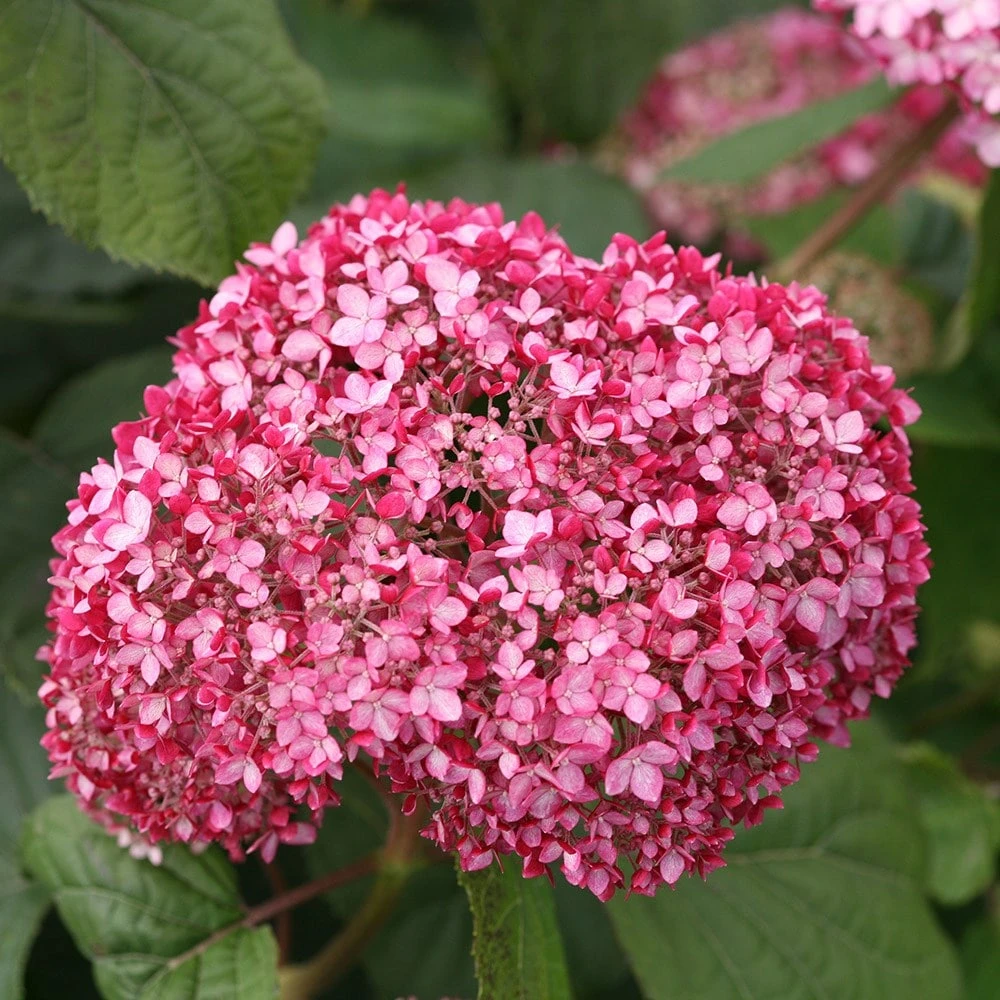 Hydrangea Arborescens Pink Annabelle ('Ncha2') (PBR) 4 Hydrangea Arborescens Pink Annabelle ('Ncha2') (PBR) - Image 2