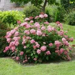 Hydrangea Arborescens Pink Annabelle ('Ncha2') (PBR) 7 Hydrangea Arborescens Pink Annabelle ('Ncha2') (PBR) -Herbalife Shop pl2000024910 card3 lg