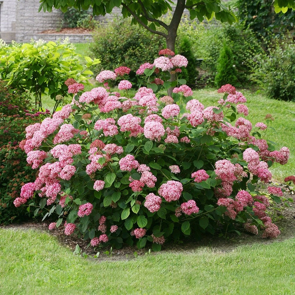 Hydrangea Arborescens Pink Annabelle ('Ncha2') (PBR) 5 Hydrangea Arborescens Pink Annabelle ('Ncha2') (PBR) - Image 3