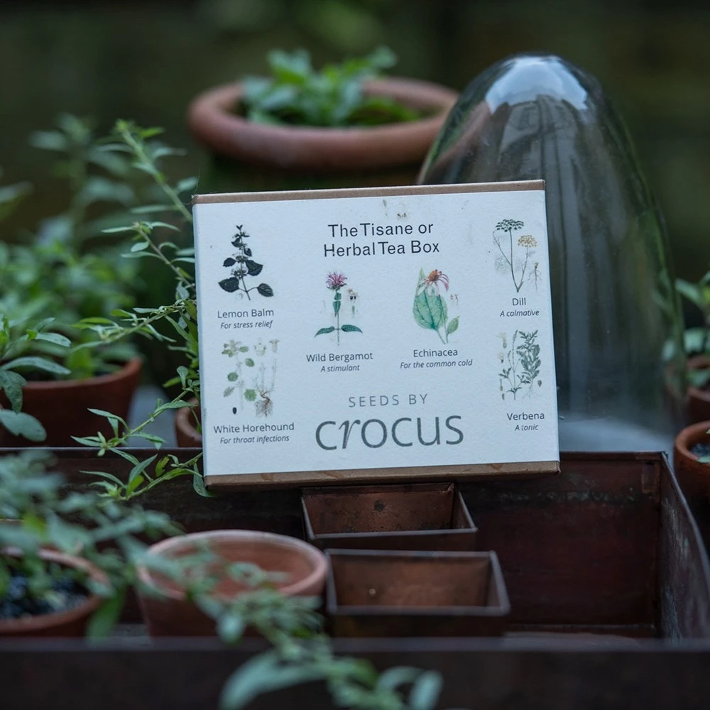 Herbal Teas Seed Gift Box 5 Herbal Teas Seed Gift Box - Image 3