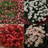 Saxifraga Collection