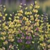 Baptisia 'Pink Lemonade' 1 Baptisia 'Pink Lemonade' -Herbalife Shop pl2000025124