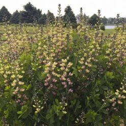 Baptisia 'Pink Lemonade' -Herbalife Shop pl2000025124 card2 lg