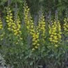 Baptisia 'Lemon Meringue' -Herbalife Shop pl2000025128