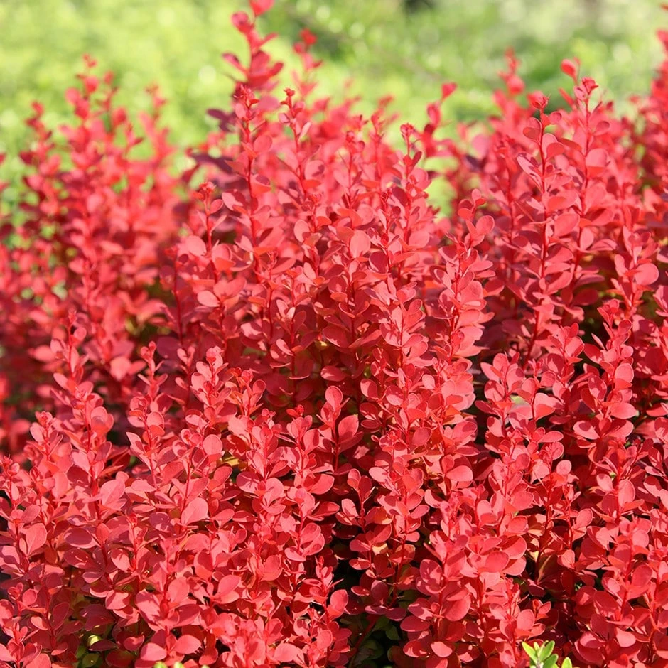 Berberis Thunbergii 'Orange Rocket' (PBR) 3 Berberis Thunbergii 'Orange Rocket' (PBR)