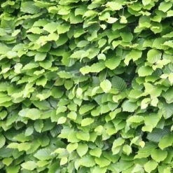 Fagus Sylvatica - Beech Hedging -Herbalife Shop pl2000025241 card2 lg