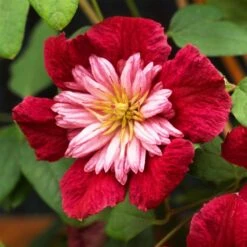 Clematis Avant-garde ('Evipo033') (PBR) -Herbalife Shop pl2000025351 card2 lg