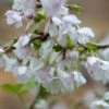 Prunus Incisa 'Kojo-no-mai'