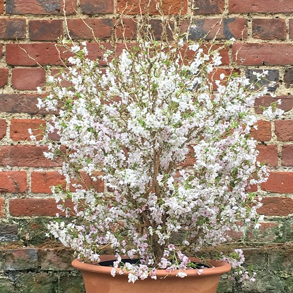 Prunus Incisa 'Kojo-no-mai' 4 Prunus Incisa 'Kojo-no-mai' - Image 2