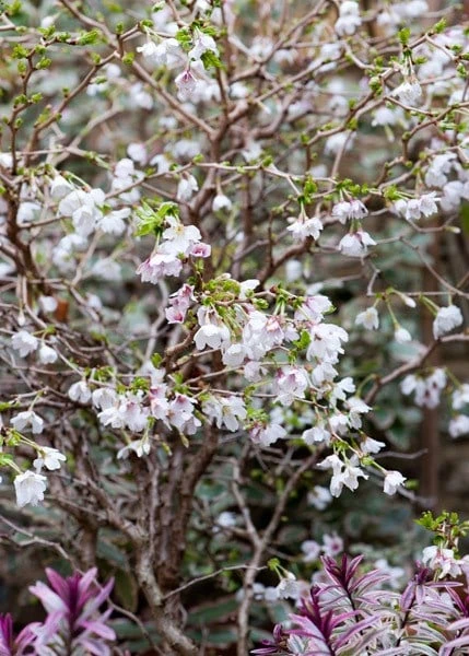 Prunus Incisa 'Kojo-no-mai' 6 Prunus Incisa 'Kojo-no-mai' - Image 4