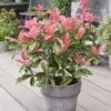Photinia Serratifolia Pink Crispy ('Oploo5') (PBR) -Herbalife Shop pl2000025869