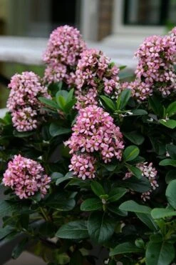 Escallonia Laevis Pink Elle ('Lades') (PBR) -Herbalife Shop pl2000026133 card6 lg