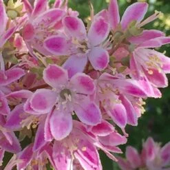 Deutzia × Hybrida 'Strawberry Fields'