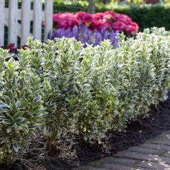 Euonymus Japonicus 'White Spire' (PBR) 12 Euonymus Japonicus 'White Spire' (PBR) -Herbalife Shop pl2000026274 card3 lg
