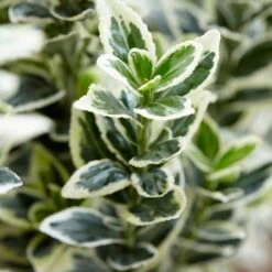 Euonymus Japonicus 'White Spire' (PBR) 14 Euonymus Japonicus 'White Spire' (PBR) -Herbalife Shop pl2000026274 card5 lg