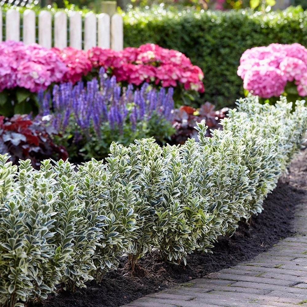 Euonymus Japonicus 'White Spire' (PBR) 8 Euonymus Japonicus 'White Spire' (PBR) - Image 6