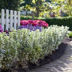 Euonymus Japonicus 'White Spire' (PBR) 16 Euonymus Japonicus 'White Spire' (PBR) -Herbalife Shop pl2000026274 card7 lg