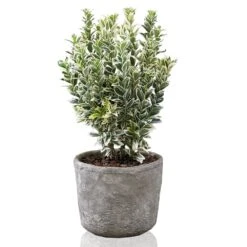 Euonymus Japonicus 'White Spire' (PBR) 17 Euonymus Japonicus 'White Spire' (PBR) -Herbalife Shop pl2000026274 card8 lg