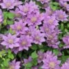 Clematis Bijou ('Evipo030') (PBR) (Tudor Patio Series) -Herbalife Shop pl2000026295