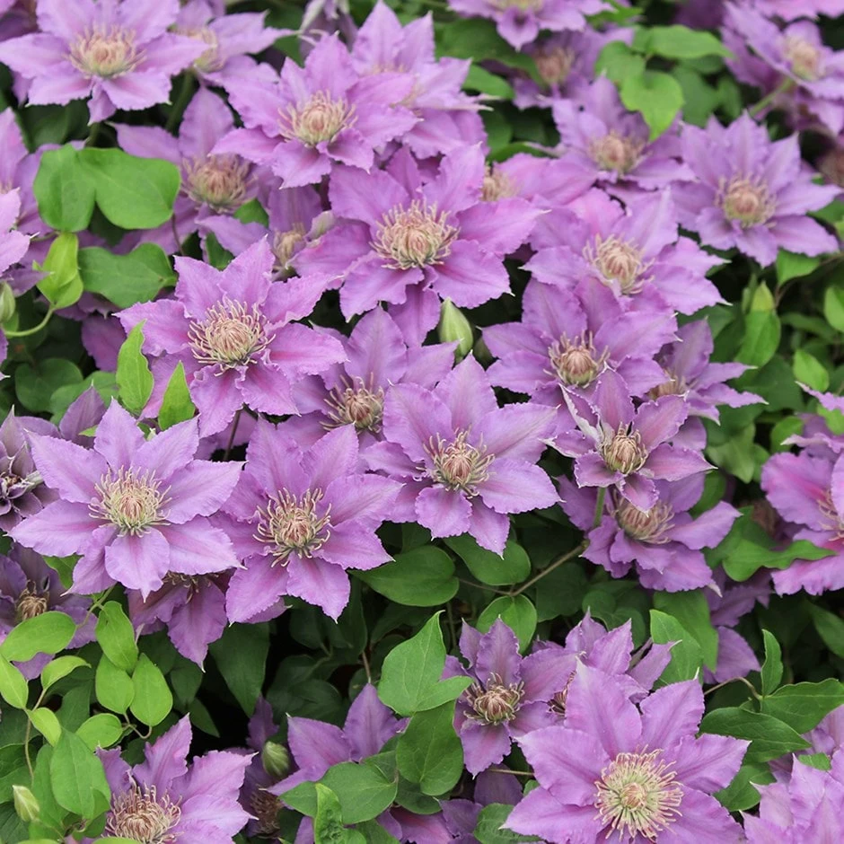 Clematis Bijou ('Evipo030') (PBR) (Tudor Patio Series) 3 Clematis Bijou ('Evipo030') (PBR) (Tudor Patio Series)