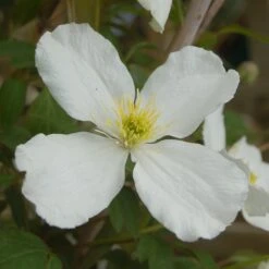Clematis Spooneri