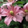 Clematis Montana 'Sunrise' -Herbalife Shop pl2000026297
