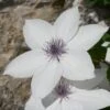 Clematis Tsukiko ('Evipo110') (PBR) (Garland Series) -Herbalife Shop pl2000026300