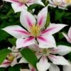 Clematis 'Andromeda' -Herbalife Shop pl2000026305