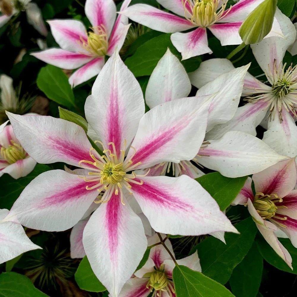 Clematis 'Andromeda' 4 Clematis 'Andromeda' - Image 2