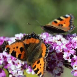 Buddleja Berries And Cream ('Pmoore14') (PBR) -Herbalife Shop pl2000026309 card3 lg